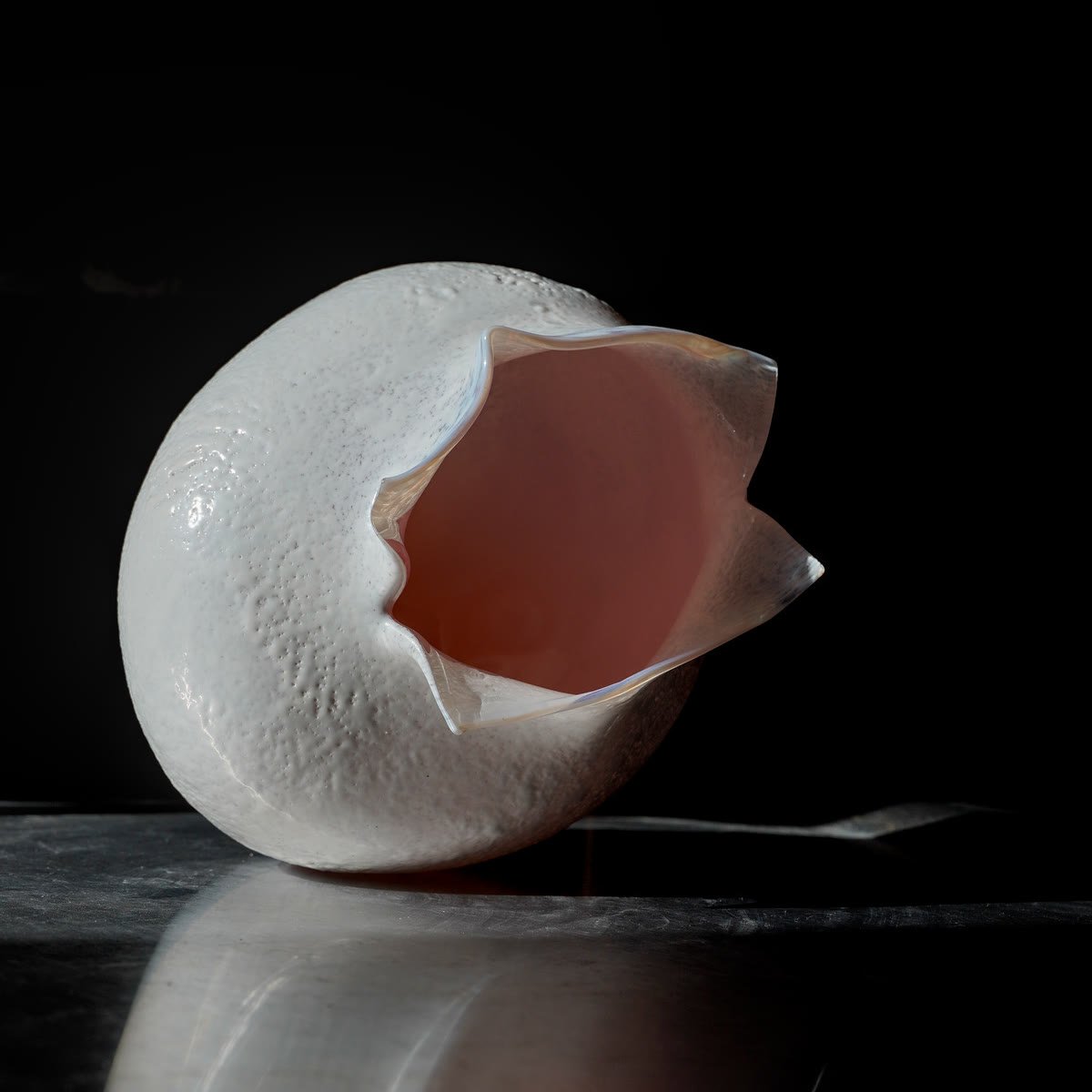 A white frosted shell lying on its side, its petal-like rim open onto a pale pink interior, reflected on a dark surface.